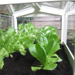 Access Glass Cloche 8 Access Glass Cloche -Garden Haven Shop ACCCLO3