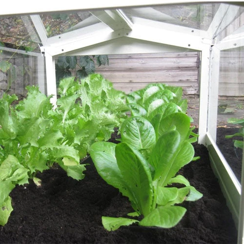 Access Glass Cloche 3 Access Glass Cloche - Image 3