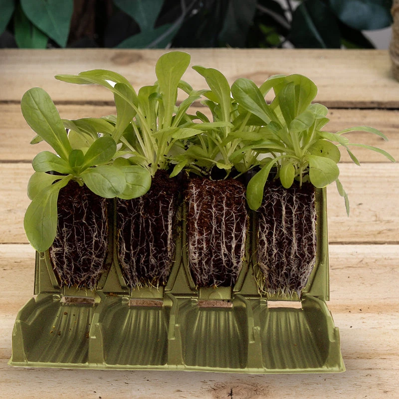 Rootrainers 1 Rootrainers