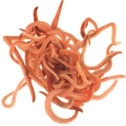 Composting Worms 5 Composting Worms -Garden Haven Shop WWCW1