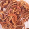 Composting Worms