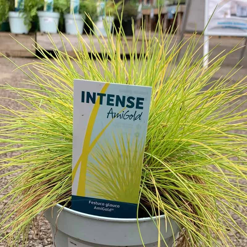 Festuca Glauca - AmiGold Grass 1 Festuca Glauca - AmiGold Grass