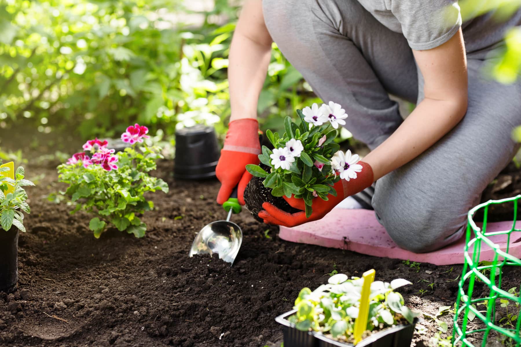 Garden Haven Shop -Garden Haven Shop gardener planting flowers in the garden close up photo