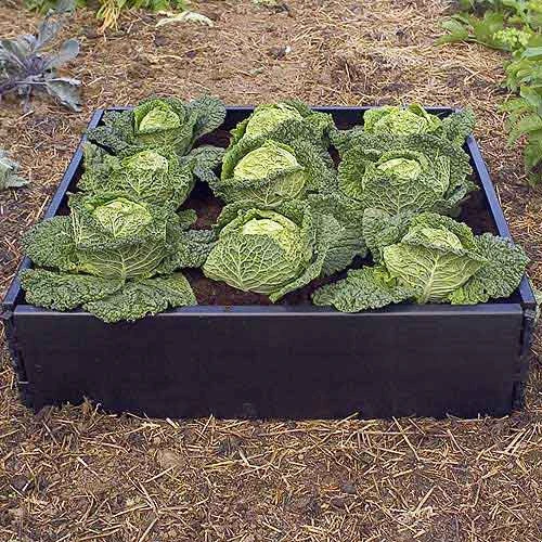 Large Raised Bed With Pop Up Net Cover 2 Large Raised Bed With Pop Up Net Cover - Image 2