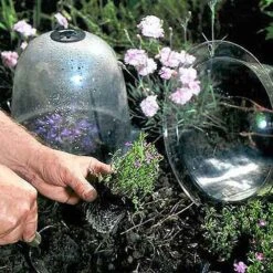 Baby Bells Pack Of 3 -Garden Haven Shop image 65785