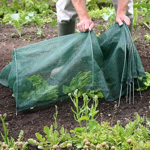 Tunnel Cloche 10 Tunnel Cloche - Image 10